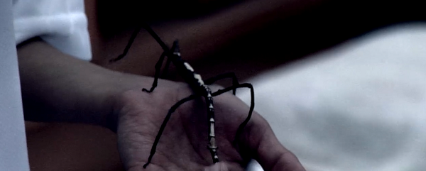 蓮が捕まえたナナフシ